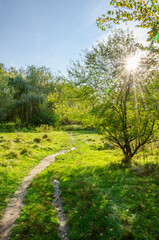 Landscape with autumn forest in the sunny day. Yellow and green forest in the fall season.