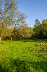 Landscape with autumn forest in the sunny day. Yellow and green forest in the fall season.