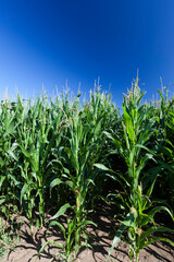 Obraz premium agricultural field with green corn