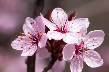 small beautiful blooming red cherry flowers