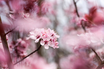 flowers of red cherry blossom