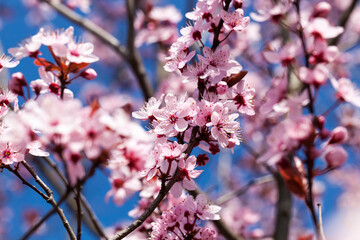 illuminated by sunlight fresh cherry blossoms