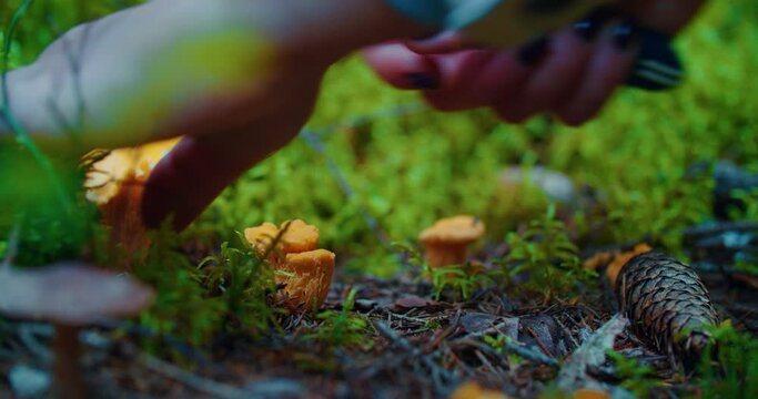 A Girl hands cut off a crop of delicious young chanterelle mushrooms with a knife on a slope in a summer dense forest. Concept of food and healthy products from the natural environment