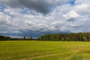 Fototapeta na wymiar landscape of agricultural crop rye
