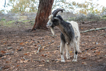 Goat with beautiful hair and long horns on The Goat Farm in autumn
