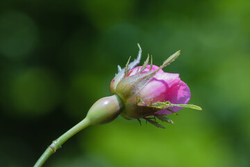 pink rose bud