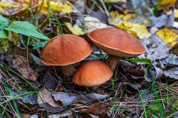 Cute penny bun mushroom is growing in the grass. The beautiful small brown cap of a cep is in the focus. It is vegetarian diet food. The mushroom grows in Ukrainian Carpathian Mountains in the forest.