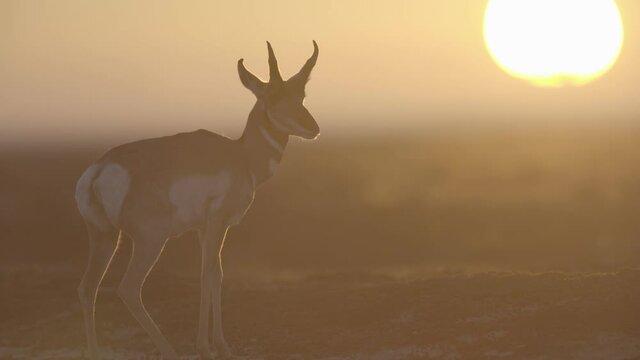 herd of pronghorn running at sunset s-log2
