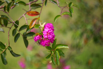 Lagerstroemia speciosa (scientific name Lagerstroemia indica) close-up on a blurry background with copy space.