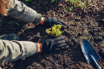 Obraz premium Gardener transplanting barberry bush from container into soil. Autumn gardening work. Thunberg's yellow barberry