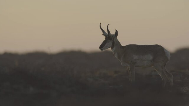 herd of pronghorn running at sunset s-log2