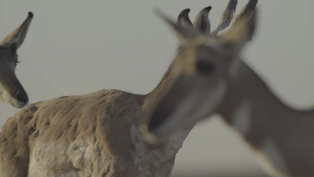 herd of pronghorn running at sunset s-log2