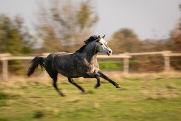 Pony galoppiert schnell