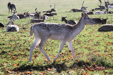 A close up of a Fallow Deer