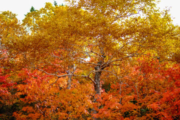Naklejka premium 北海道の紅葉