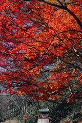 北海道の紅葉