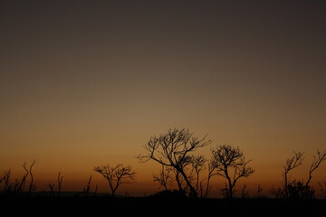 Silhouette of Trees at Dusk