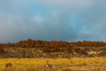 autumn forest in the fog