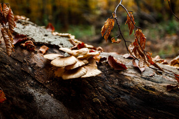 autumn mushrooms on a tree