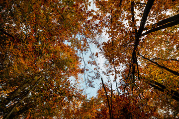 autumn leaves in the sun