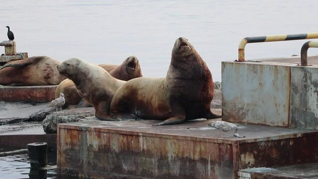 seals are resting on the shore. Sea eotic dives into the water