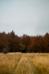 autumn forest in the morning