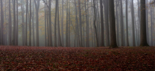 Foggy forest with colorful leaves on the ground