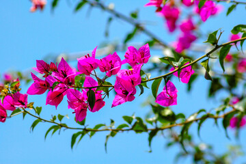 Obraz premium Bougainvillea in south east Asia