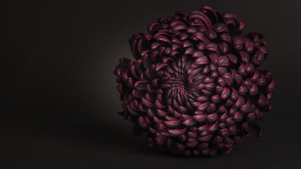 Beautiful unusual Chrysanthemum flower on a gray background.Fantastic purple chrysanthemum on a...