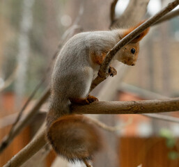 gray squirrel on a tree in the autumn forest in late autumn