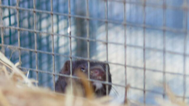 The mink in the cage. Mink farm