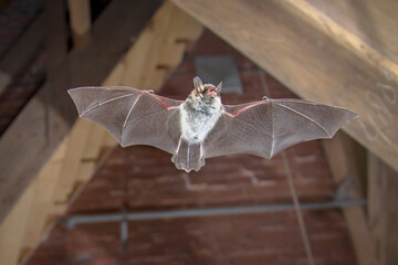Natters bat flying inside building