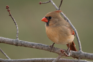 Female Cardinal