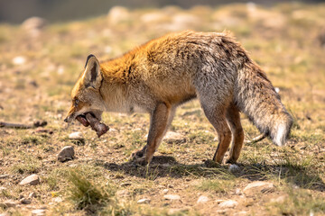 Red fox rocky environment