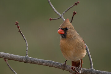 Female Cardinal