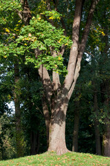 changing the color of maple in the autumn season