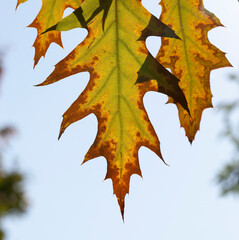 deciduous trees oak in the forest or in the Park