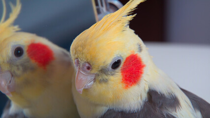 Parrot Corella close-up stands near the mirror