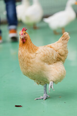 神奈川県・平塚市総合公園ふれあい動物園