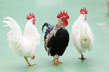 神奈川県・平塚市総合公園ふれあい動物園
