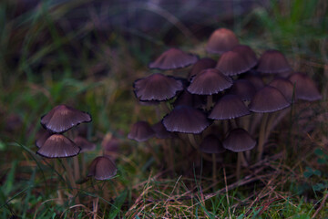 beautiful family of poisonous mushrooms in autumn forest close up