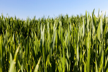 rye crop against the sky