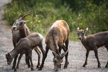 Mountain Goat in the Mountains
