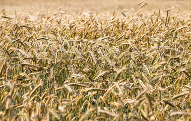 agricultural field