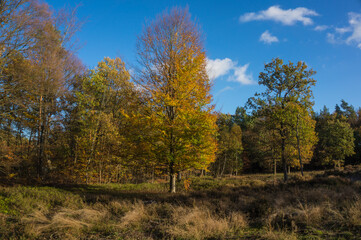 Obraz premium autumn trees in the forest