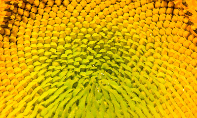 bright details of sunflower
