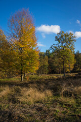 Fototapeta premium autumn forest with golden colors