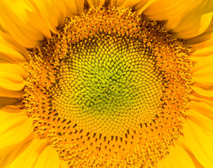 sunflower blossoms, closeup