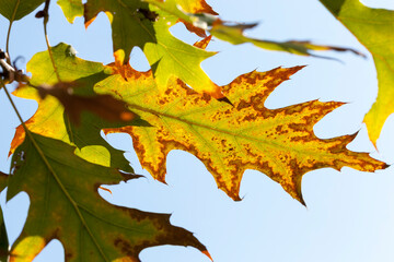 Obraz premium changing color oak in the autumn season