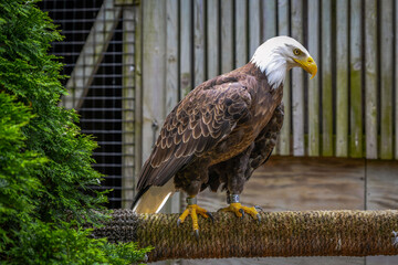 A bald eagle in a sanctuary
